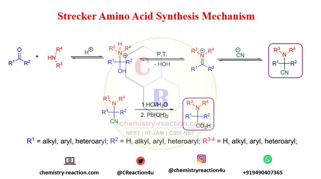 Strecker Reaction Synthesis of Amino Acids Mechanism